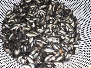 Live Koi Fish seeds