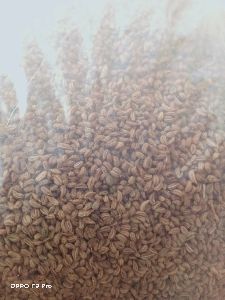 ajwain seed (crome seed)