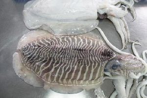 Fresh CuttleFish