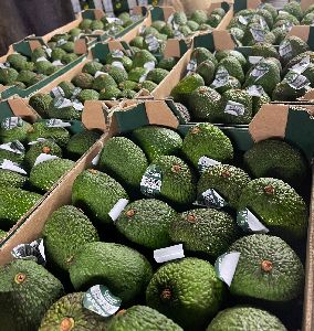 avocado fruits
