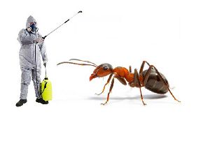 ants pest control services