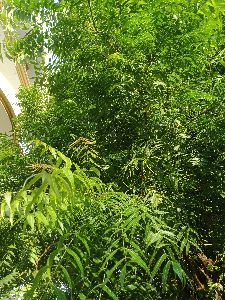 clean neem leaves
