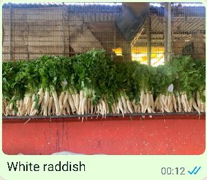 White Raddish