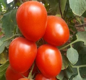 FB-KING (9191) Hybrid Tomato Seeds