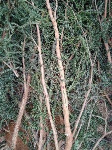 vanni tree sticks