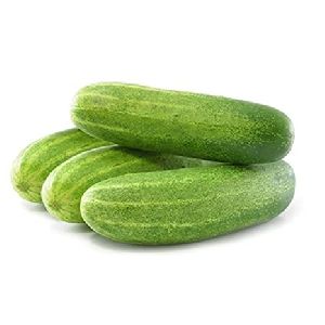 High Breed Cucumber