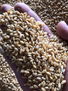 c306 premium sharbati wheat grain