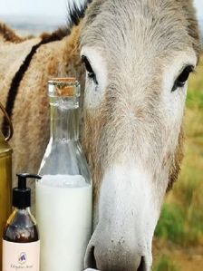 donkey milk