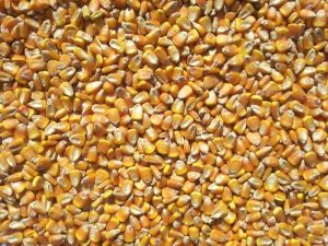 Organic Yellow Corn Animal Feed, Style : Dried