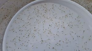 prawn seeds