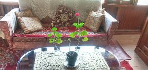 geranium plant
