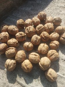 Kashmiri walnuts from kashmiri supplier