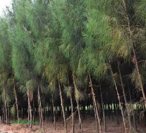 casuarina poles