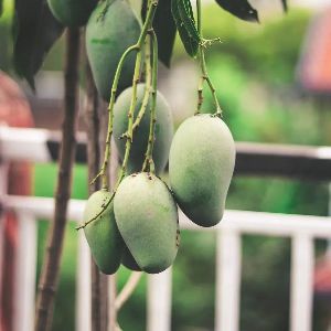 Chaunsa Mango Plant