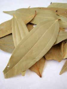 cinnamon dry leaves
