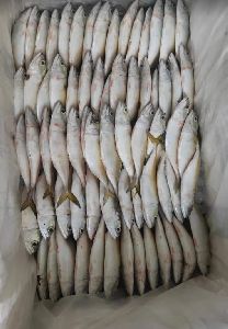 Fresh Indian Mackerel Fish