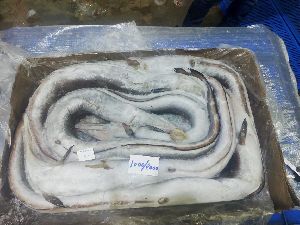 Frozen Eel