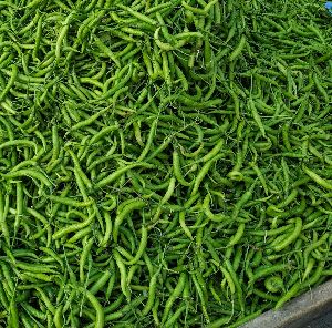 green chilli