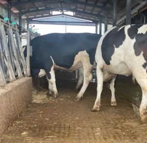 Holstein Heifers Cow