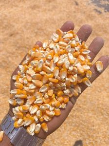 yellow maize seeds