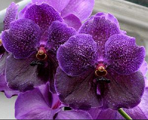 Vanda Orchid Plants