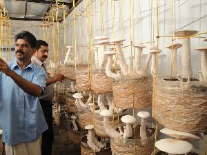 Mushroom Cultivation Training Program