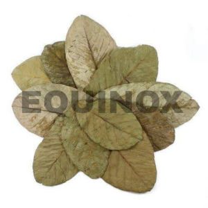 dried guava leaves