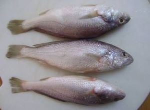 silver croaker fish