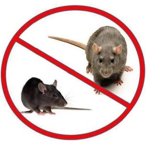 rat pest control services