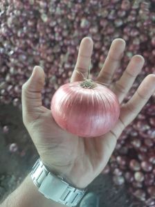 onion