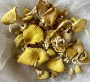 Dried Golden Oyster Mushroom