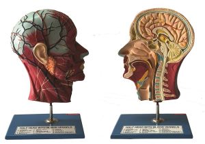Half Head with Blood Vessels Model