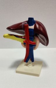 Liver, Pancreas And Duodenum Model