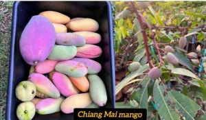 Chiang Mai Mango Plant