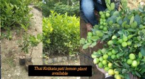 Kolkata Pati Lemon Plant