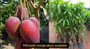 Miyazaki Mango Plant