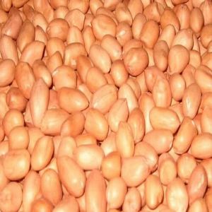 Oil Seeds Peanuts