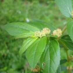 Euphorbia hirta