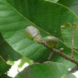 Semecarpus Anacardium