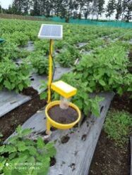 Solar Insect Light Trapper