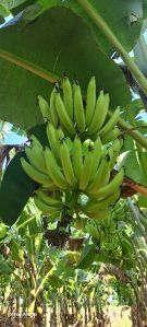 Nandran banana