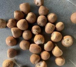 Brown Dried Areca Nut