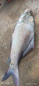 fresh rohu fish