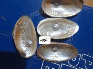 Dust Nucleus Cultural Pearl Laxmi Statue Of River Shell