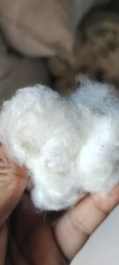 Raw Cotton for textile industry, Color - white