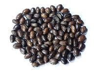 Mucuna Bracteata Seeds