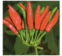 Hybrid Hot Pepper Seeds