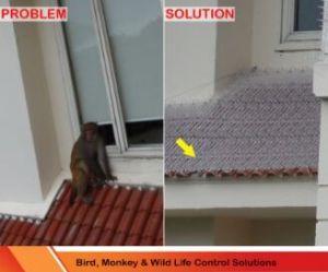 monkey scare solution