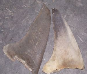 Shark Fins