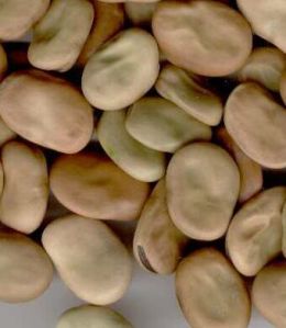 Dried Herbs Dried Herbs